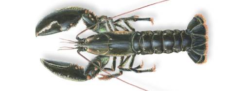 Europese kreeft Homarus gammarus