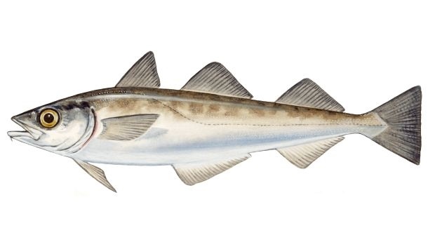 Alaska koolvis