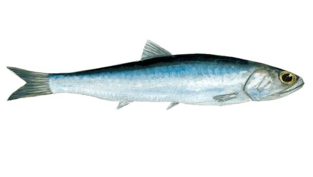 Ansjovis