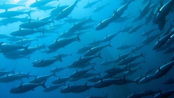 Wat weet de gemiddelde Nederlander over tonijn?