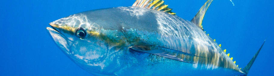 geelvintonijn in de open oceaan