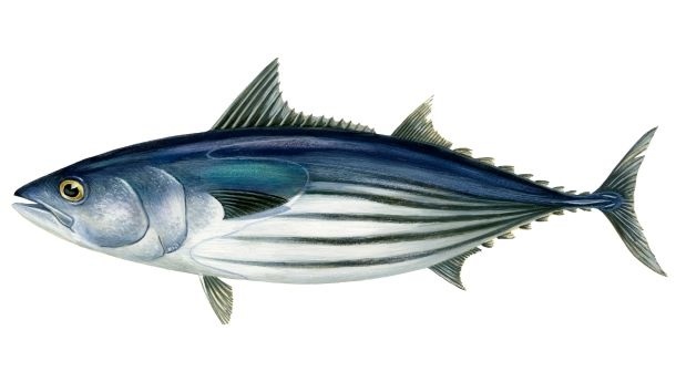 Tonijn