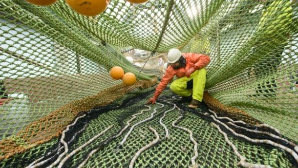 Vissen naar Alaska Koolvis: het zit in de familie