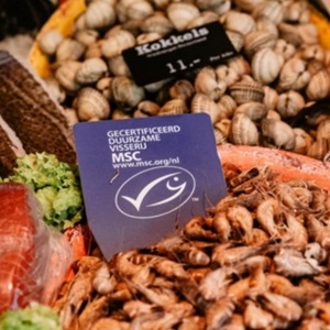 Waar kun je MSC zalm kopen?