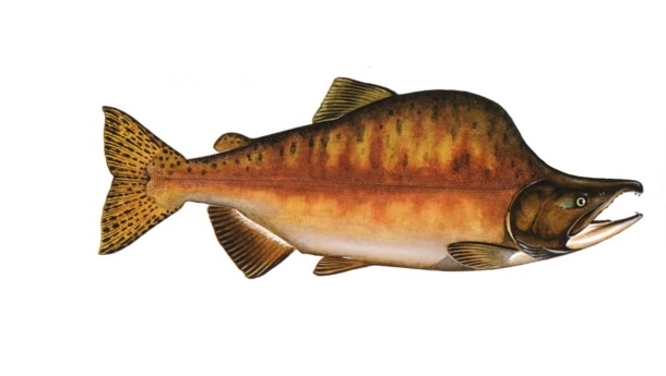 Zalm