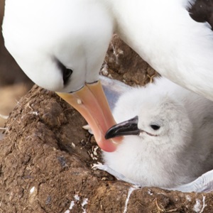 Was bewirkt der MSC?