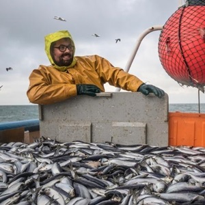 Haring: een duurzame ervaring