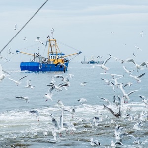 De gevolgen van de Brexit voor Nederlandse MSC-visserijen 