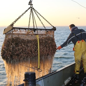 Nederlandse mosselen: duurzame landbouw op zee