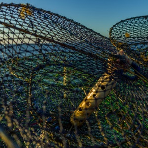 Visserijen certificeren