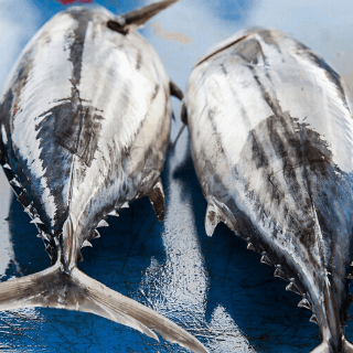 Waar koop je MSC-gecertificeerde tonijn?