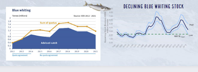 Declining stocks blue whiting