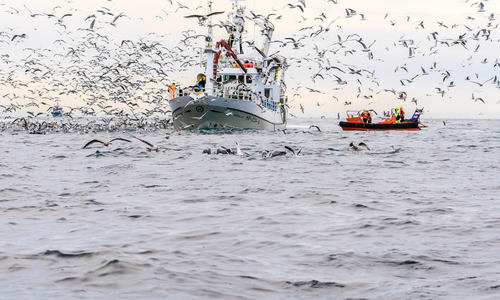 herring fishing norway