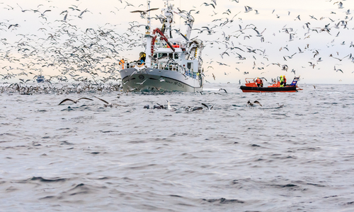 Kraftig tiltagende overfiske i Nordøst-Atlanteren – enighet om kvoter avgjørende