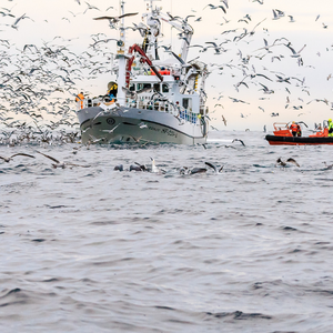 Íslenskur skötuselur aftur í bláu: Uppfyllir staðla MSC um sjálfbærar veiðar