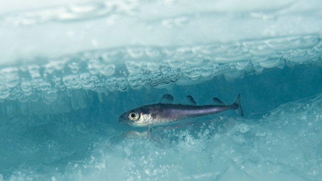 Klimaendringene vil påvirke fiskebestandene i Norden ulikt