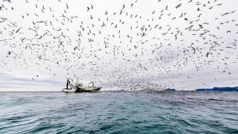 Alvorlig for pelagiske arter i Nordøst-Atlanteren
