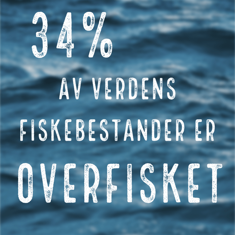 34% av verdens fiskebestander er overfisket!