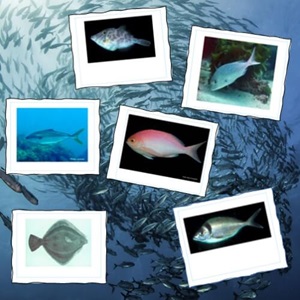 Ngā ika moana (New Zealand fishes) cards and Kahoot!