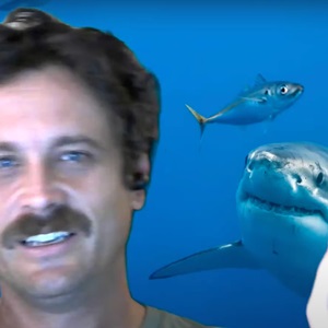 Sharks and their senses