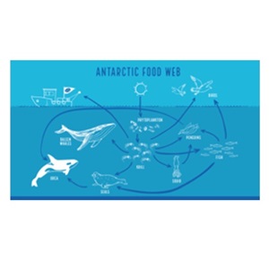 Antarctic Krill & the Antarctic Krill Fishery