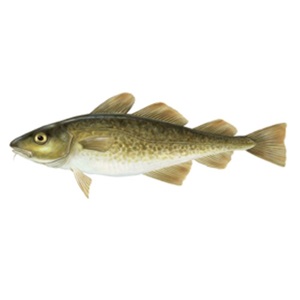 Cod fishery collapse