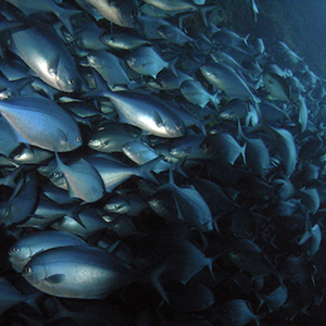 Kararehe o te wai / Sea Creatures