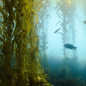 Marine Habitat