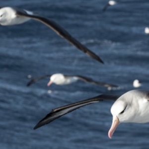 Kahoot! Quiz: Antarctic fishing stories - beating bird bycatch
