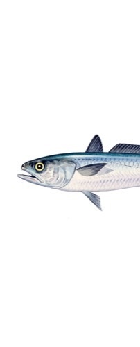 Fishy fact sheet & worksheet