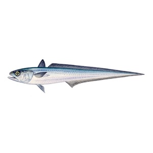 Kahoot Quiz: Hoki Fish - the food web, life cycle & human interaction