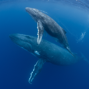 Antarctic Whale Slides