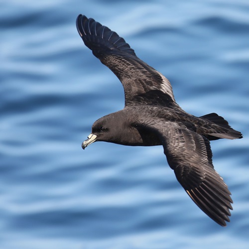Tāiko Black Petrel & a Marine Food Web