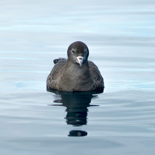 Tāiko Black Petrel and Commercial Fishing