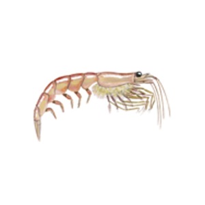Antarctic Ocean Krill