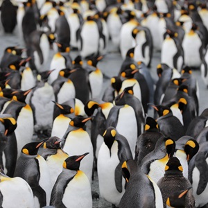 International Antarctica Day (Dec 1st)