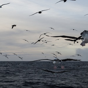 Sustainable fish stocks and the Patagonian Toothfish fishery