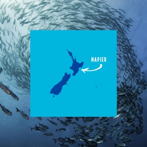 Sustainable Fishing Innovations with Napier’s Better Fishing