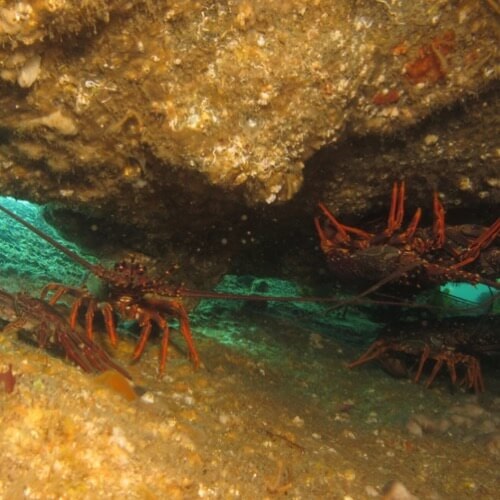 A Wairarapa Rock Lobster Fisherman