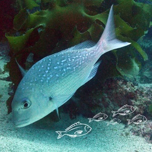 NZ Marine Fishes / Nga Ika Moana o Aotearoa