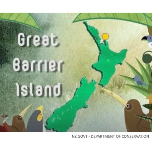 Tāiko Black Petrel on Great Barrier Island