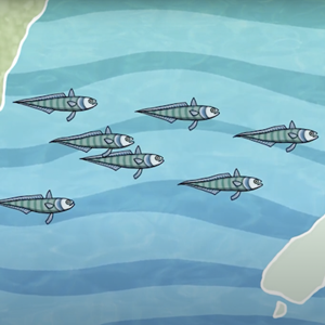 Sustainable fish stocks and New Zealand Hoki