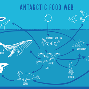 Antarctica Kit (Launch on World Ocean Day 8 June)