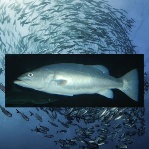 Sustainable Fishing Initiative by one Southland Commercial Fisher