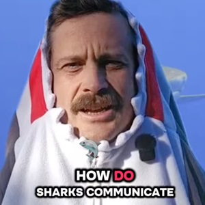 Shark behaviour and communication