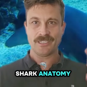 Shark feed and digestion