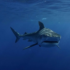 Shark behaviour and communication