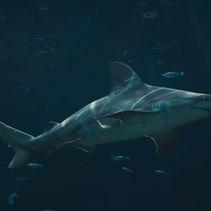 Shark feed and digestion