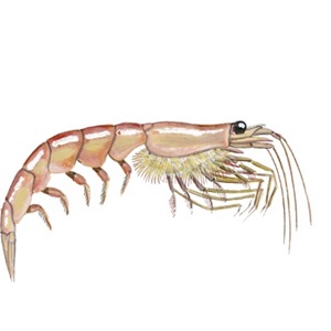 Kahoot Quiz: Krill & the Antarctic Krill Fishery
