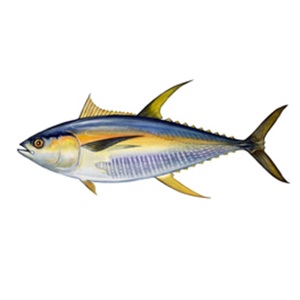 Scientific key activity to learn about fish adaptations